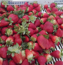 Charger l'image dans la galerie, STRAWBERRY - Mandina Holdings