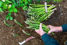 Charger l'image dans la galerie, Asparagus - Mandina Holdings
