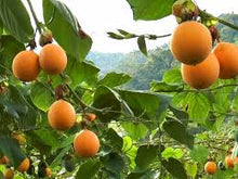 画像をギャラリービューアに読み込む, Passion Fruit - Mandina Holdings