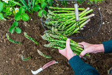 将图片加载到图库查看器，Asparagus - Mandina Holdings
