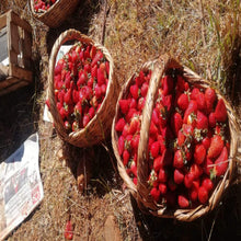 Cargar imagen en el visor de la galería, STRAWBERRY - Mandina Holdings
