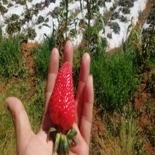 Cargar imagen en el visor de la galería, STRAWBERRY - Mandina Holdings
