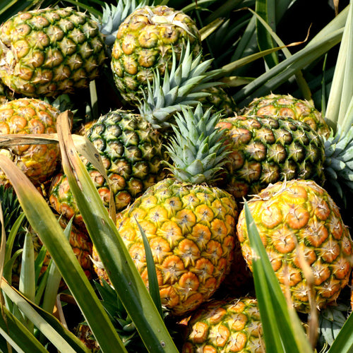 Golden Pineapple - Mandina Holdings