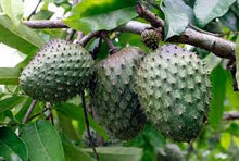 Cargar imagen en el visor de la galería, SOURSOP - Mandina Holdings
