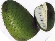 将图片加载到图库查看器，SOURSOP - Mandina Holdings
