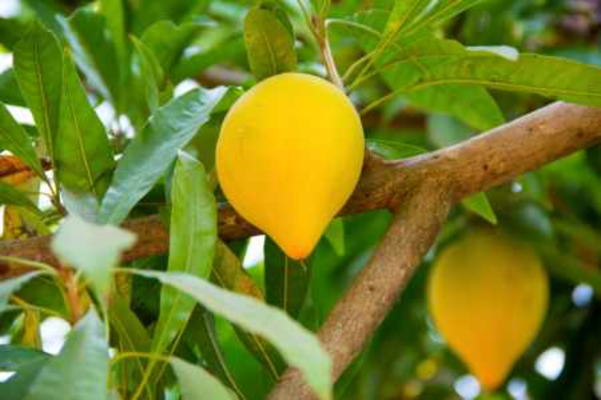 LUCUMA