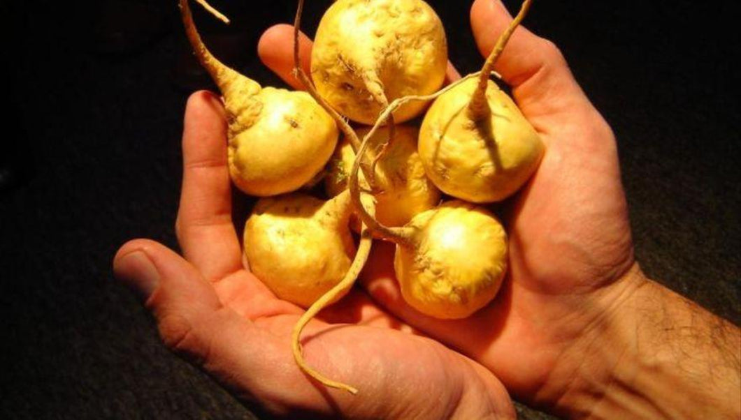 YELLOW MACA - Mandina Holdings